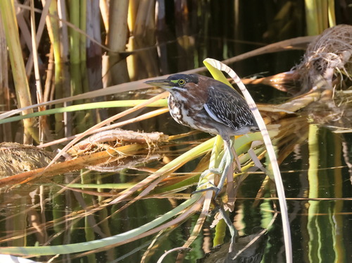 Green Heron