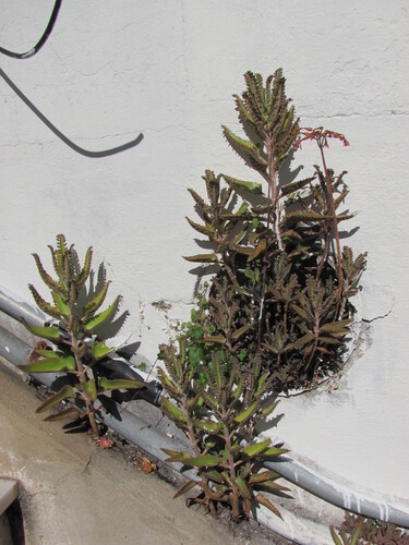 Kalanchoe × houghtonii, photograph 3