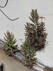 Kalanchoe × houghtonii, photograph (c) zebedeugalinha, some rights reserved (CC BY)