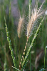 Aegilops tauschii