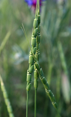 Aegilops tauschii