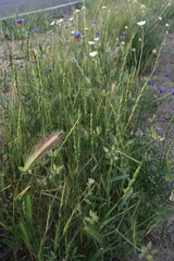 Aegilops tauschii