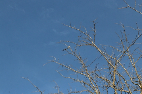 Pin-tailed Whydah