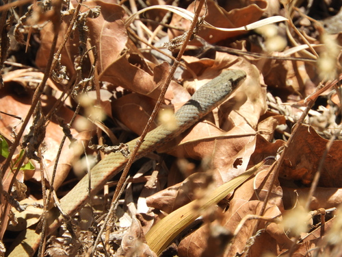 Collared Whipsnake