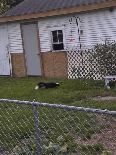 Striped Skunk