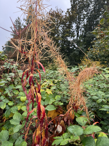 fireweed