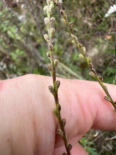 Verbena urticifolia, photograph 5