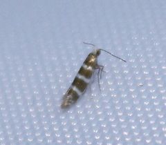 Argyresthia trifasciata