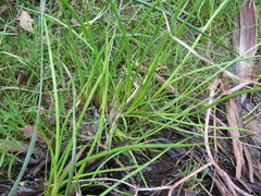 Juncus holoschoenus