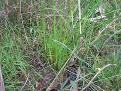 Juncus holoschoenus