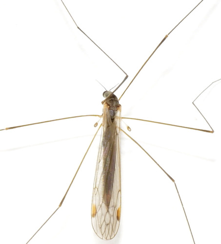 Dicranomyia liberta