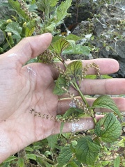 Scutellaria lateriflora