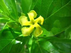 Mandevilla foliosa