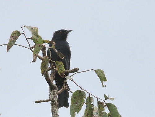 Fork-tailed Drongo