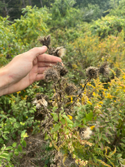 Cirsium vulgare, photograph author not stated, no rights reserved