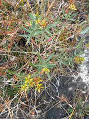 Hypericum kalmianum, photograph author not stated, no rights reserved