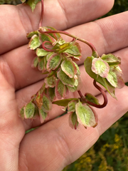 Fallopia scandens, photograph author not stated, no rights reserved