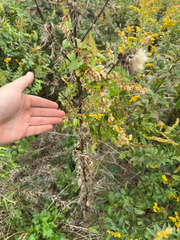 Fallopia scandens