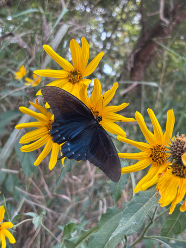 Pipevine Swallowtail