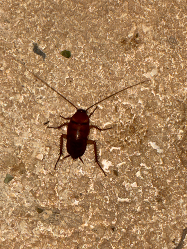 American Cockroach