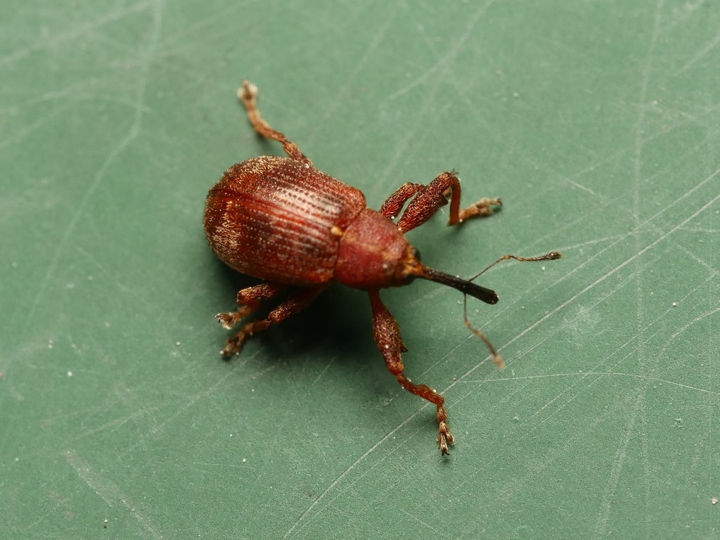Anthonomus ulmi