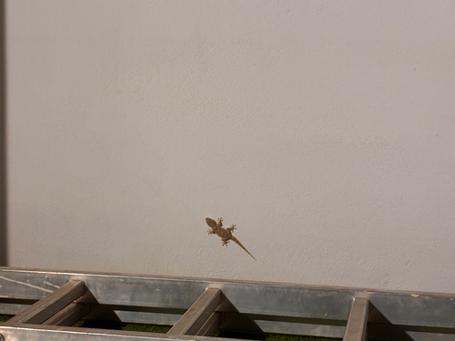 Moorish Gecko