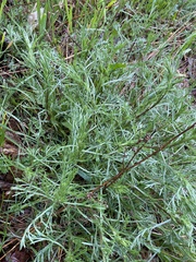 Artemisia campestris