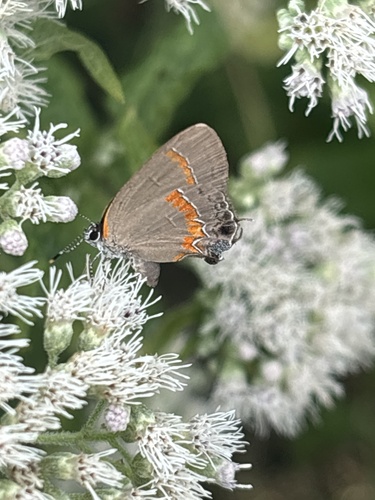 Red-banded Hairstreak