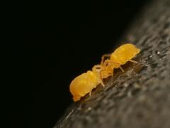 Deuterosminthurus pallipes