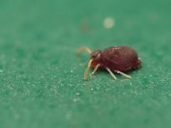 Deuterosminthurus pallipes