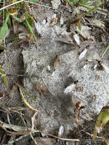 Turfgrass Ant