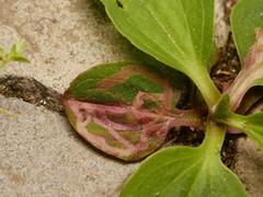 Phytomyza plantaginis