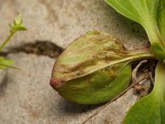 Phytomyza plantaginis