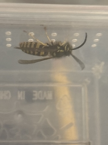 Western Yellowjacket