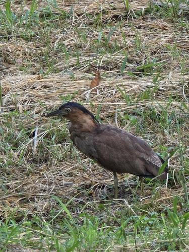 Malayan Night Heron