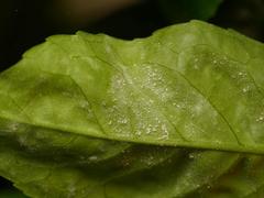 Podosphaera tridactyla