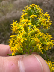 author not stated, no rights reserved Solidago puberula, photograph author not stated, no rights reserved