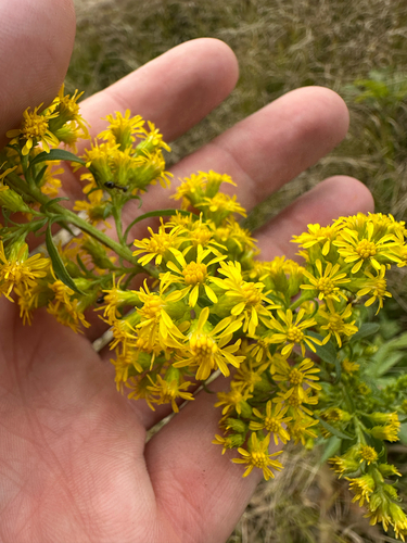 Solidago puberula, photograph 2