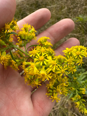 author not stated, no rights reserved Solidago puberula, photograph author not stated, no rights reserved