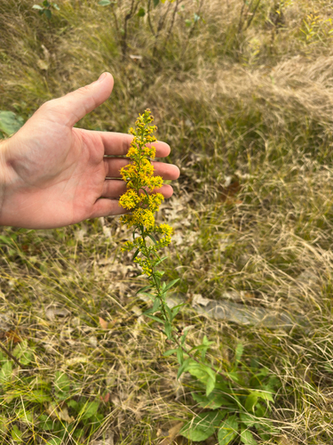 Solidago puberula, photograph 1