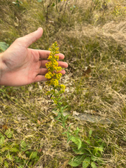 author not stated, no rights reserved Solidago puberula, photograph author not stated, no rights reserved