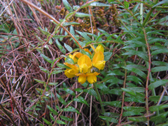 Lotus pedunculatus