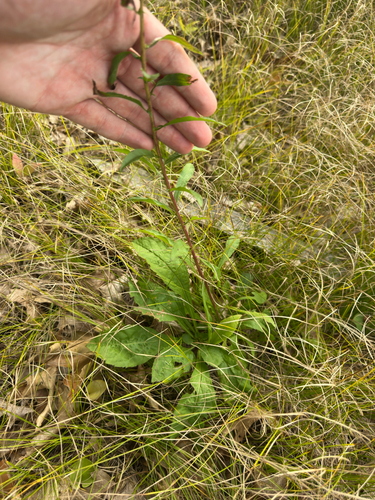 Solidago puberula, photograph 4