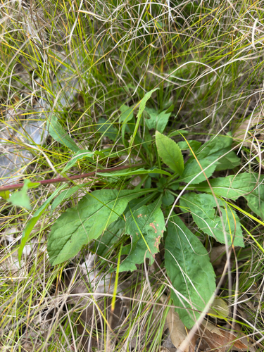 Solidago puberula, photograph 5