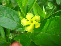 Mandevilla foliosa