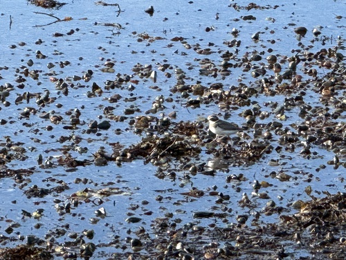 Semipalmated Plover
