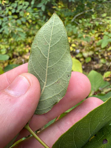 Apocynum androsaemifolium, photograph 5