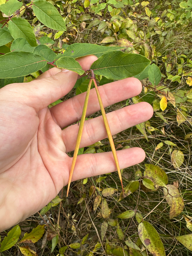 Apocynum androsaemifolium, photograph 4
