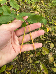 Apocynum androsaemifolium, photograph author not stated, no rights reserved