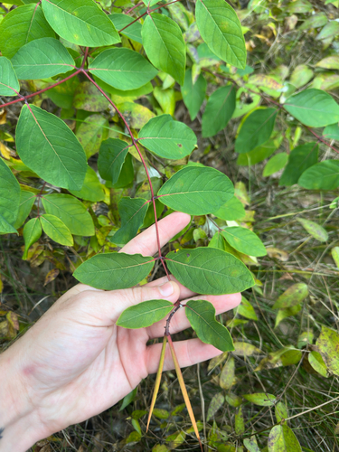 Apocynum androsaemifolium, photograph 3